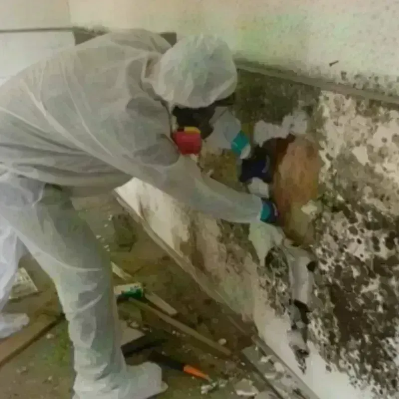 Mold Remediation and Removal in Harrisville, MI